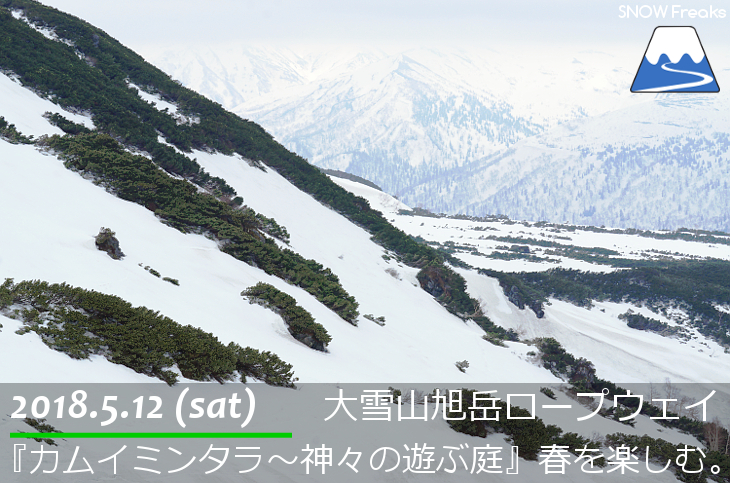 大雪山旭岳ロープウェイスキー場　カムイミンタラ『神々の遊ぶ庭』で春を楽しむ！